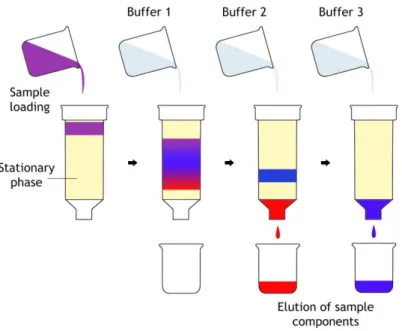 Figure 2.5. Basic illustration of a generic liquid chromatography process (Based on Diogo et al., 2005)