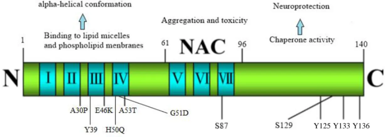 Figure 3: Molecular structure and functional characteristic of aSyn. aSyn is functionally divided into  N-terminal  (1–60aa),  NAC  (61–95aa),  and  C-terminal  (96–140aa)  domains