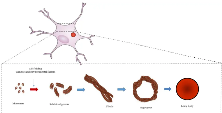 Figure 4: aSyn aggregation. Schematic illustration of the process whereby normal soluble aSyn misfolds is converted  into pathological oligomers and higher aggregates that fibrillize and deposit into Lewy bodies in affected neurons in PD  brain