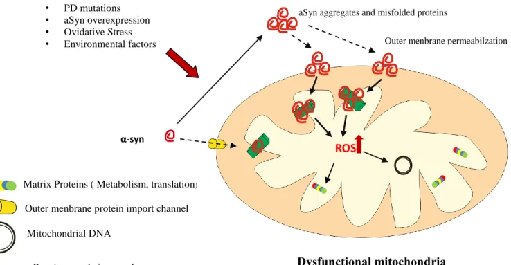 Figure 5: Effect of aSyn in mitochondria.  PD mutations; aSyn overexpression; oxidative stress and environmental factors  are able to trigger aSyn aggregation and lead to mitochondrial dysfunction
