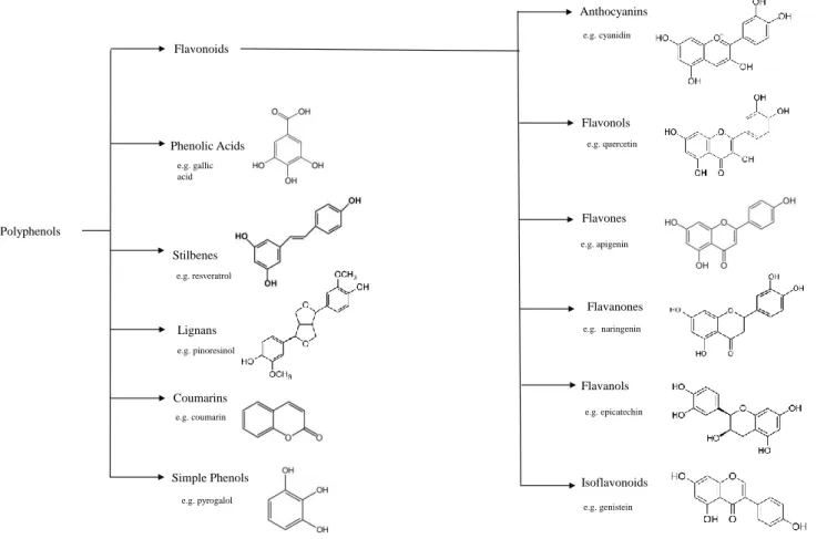 Figure 6: Classification and chemical structures of the main dietary polyphenols classes 