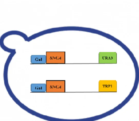 Figure 7: Example of Yeast Construction to study PD related features. Yeast model carrying two integrative  plasmids,  containing  two  copies  of  SNCA  gene  (aSyn)  with  a  galactose  inducible  promoter  and  auxotrophic  markers URA3 and TRP1 respect