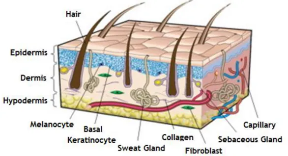 Figure 1: Representation of the structure of the human skin (adapted from  9 ). 