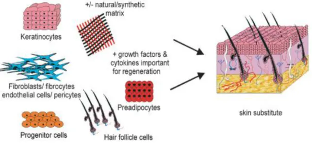 Figure 6: A schematic of the requirements to create a fully functional skin substitute (adapted from  14 )