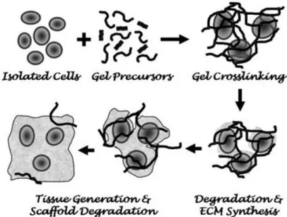 Figure 8: Representation of  the process of cell encapsulation.  This strategy involves the mixture of cells  with precursors, in a liquid solution followed by a gelation process (adapted from  33 )