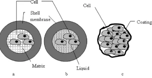 Figure  9:  Classification  of  the  different  microencapsulation  devices.  (a)  Matrix-core/shell  microcapsules  (cells embeded in hydrogel matrix); (b) Liquid-core/shell microcapsules (cells suspended in liquid core); (c)  Cells-core/shell microcapsul
