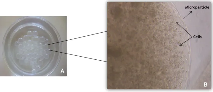 Figure  14:  Macroscopic  photograph  of  produced  microparticles  (A).  Microscopic  photograph  of  human  fibroblast cells encapsulated in microparticles (B).