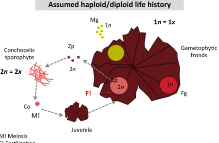 Figure 7.  Proposed life history 1 for Porphyra species. In life history 1, two genetically distinct lineages coexist,  triploids and tetraploids, but they are isolated from each other