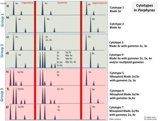 Figure 2.  Cytotypes of three Porphyra species analysed in this study. Diagram of the correspondence between  histograms of DNA content and ploidy levels, in vegetative blades, gametes and zygotospores.