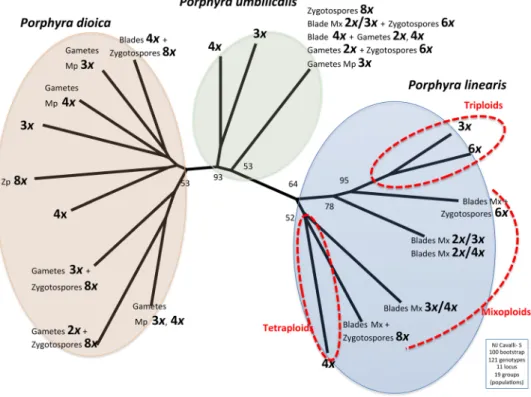 Figure 4.  Relationship between genotypic variation among three Porphyra species. Neighbour-joining (NJ)  network generated from a matrix of pairwise 41  genetic distances (genotypes), using Populations software