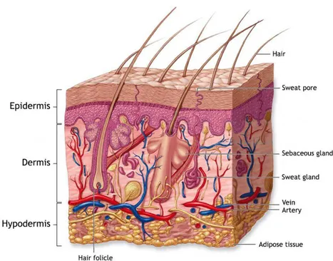 Figure 1: Representation of the structure of the skin (adapted from [11]). 
