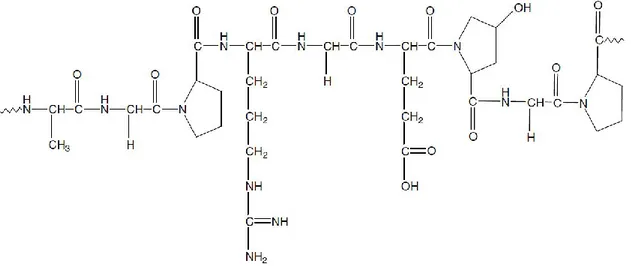 Figure 6: Representation of gelatine structure (adapted from [71]). 