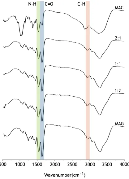 Figure 11: FTIR spectra of MAC and MAG polymers, and MAC:MAG (2:1, 1:1, 1:2) lyophilized hydrogels