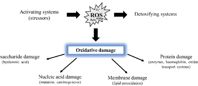 Figure 1.2. Generalized scheme for oxidative damage to macromolecules of living organisms (adapted from: Lackner (1998))