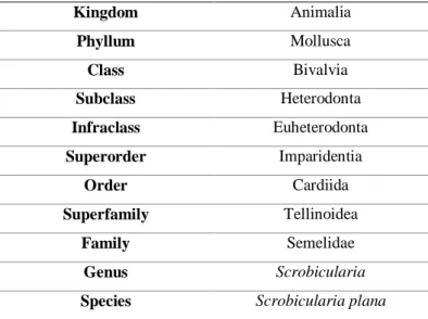 Table 1.4. Scientific classification of Scrobicularia plana (Source: WoRMS http://www.marinespecies.org) 
