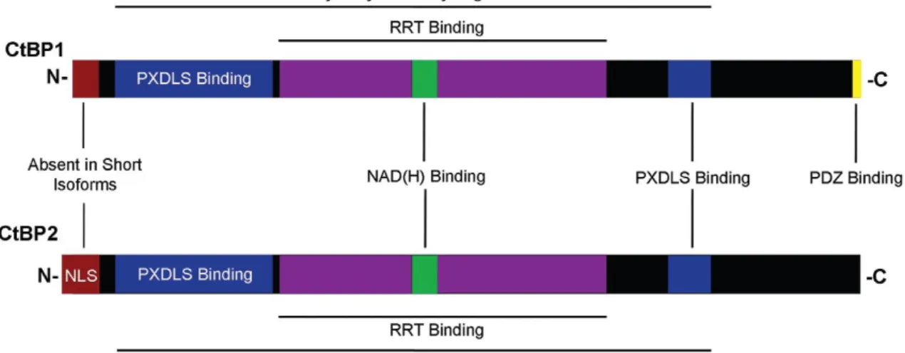 Figure 4 - CtBP1 and CtBP2 protein structures.  CtBPs are composed by a PXDLS-binding cleft, a RRT- RRT-binding  cleft,  and  the  dehydrogenase  domain