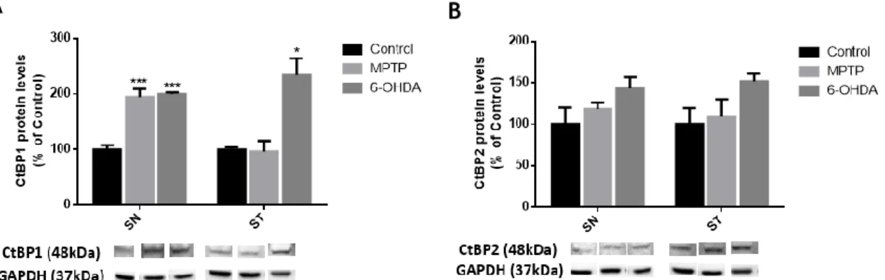 Figure 10 - CtBPs expression levels in  in vivo models for PD.  Bargraph depicts the expression of  (A)  CtBP1 and (B) CtBP2, in the SN and ST of two in vivo PD models (6-OHDA and MPTP)