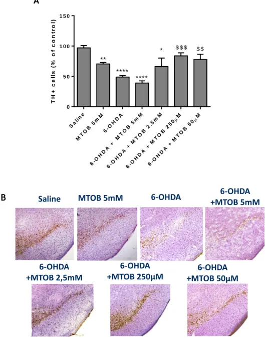 Figure  15  –  Dual  effect  of  MTOB  on  dopaminergic  survival  in  an  in  vivo  mouse  model  for  PD