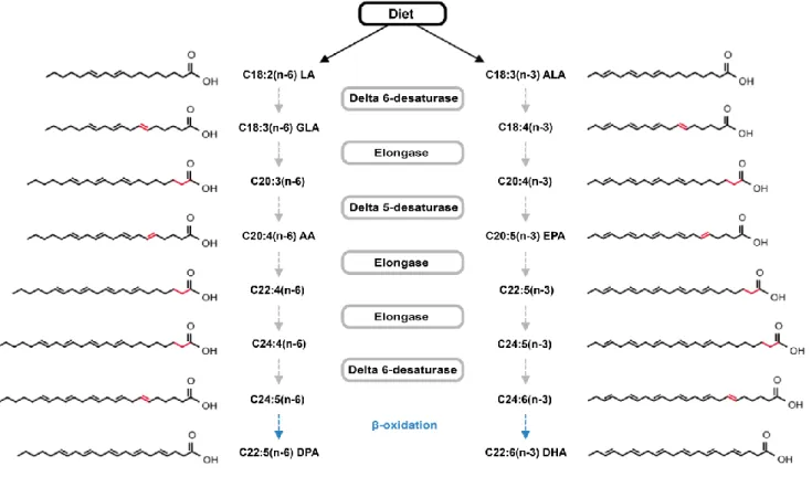 Figure 1. Schematic representation of the n-3 and n-6 fatty acid biosynthetic pathway with  the  enzymes  responsible  for  each  step  of  desaturation/elongation  depicted  in  gray  boxes