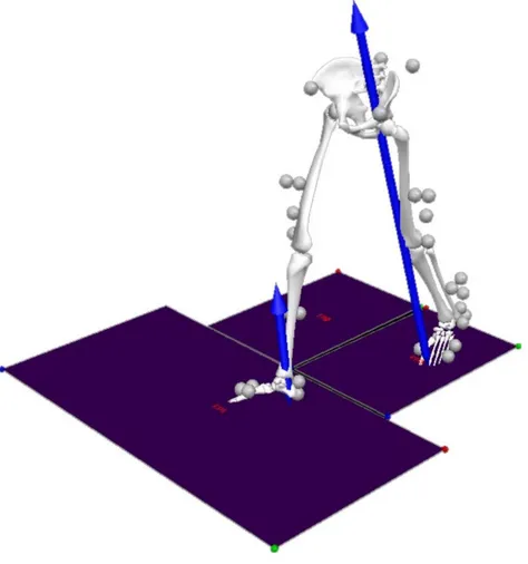 Figure 5. Reconstructed biomechanical model in Visual 3D with marker setup used for motion captures
