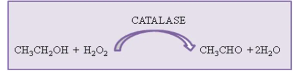 Figura 5:Reação esquemática da via catalase. Adaptado:(Guedes, 2004).