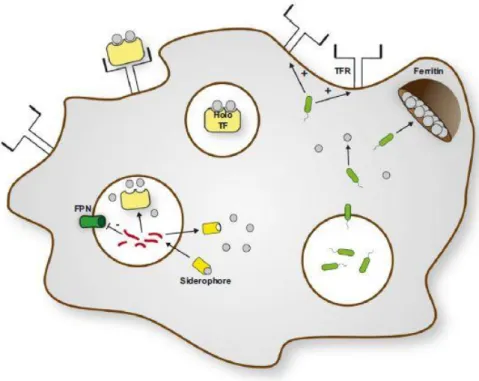 FIGURA  11  -  Bactérias  intracelulares  obrigatórias  produzem  também  sideróforos  que  no  caso  da  M
