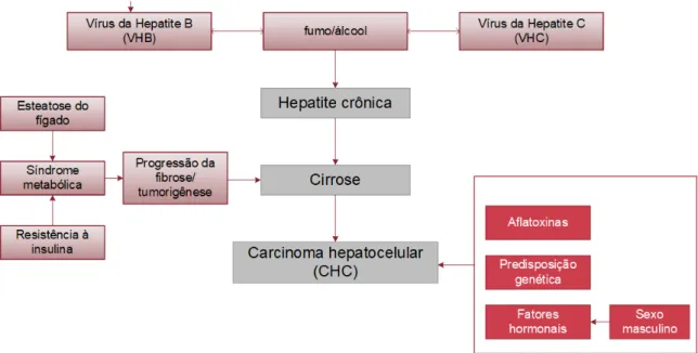 Figura 2 – Fatores etiológicos (externos) do carcinoma hepatocelular (Adaptado de (PI- (PI-MENTA; MASSABKI, 2010; SHIMIZU et al