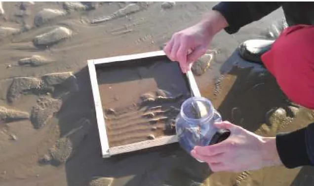 Figure 4: Surface sediment collection ( ~ 0.5 to 1 cm).  
