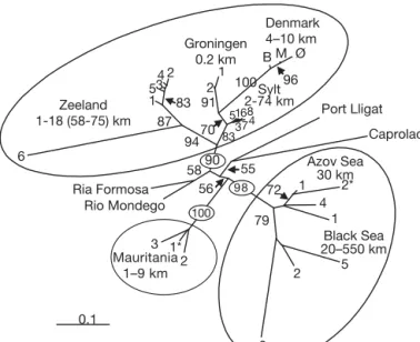 Fig. 6. Zostera noltii. Neighbor-joining tree illustrating the re- re-lationships among 33 populations