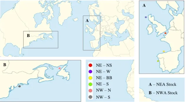 Figure 3.2 Scomber scombrus sampling locations of the individuals collected from January to  February 2018 (A - NEA stock; B- NWA stock).