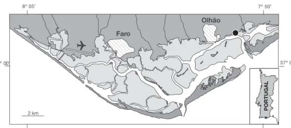 Fig. 1. Map of Ria Formosa, southern Portugal, with the location of Zostera noltii study meadows ( • )