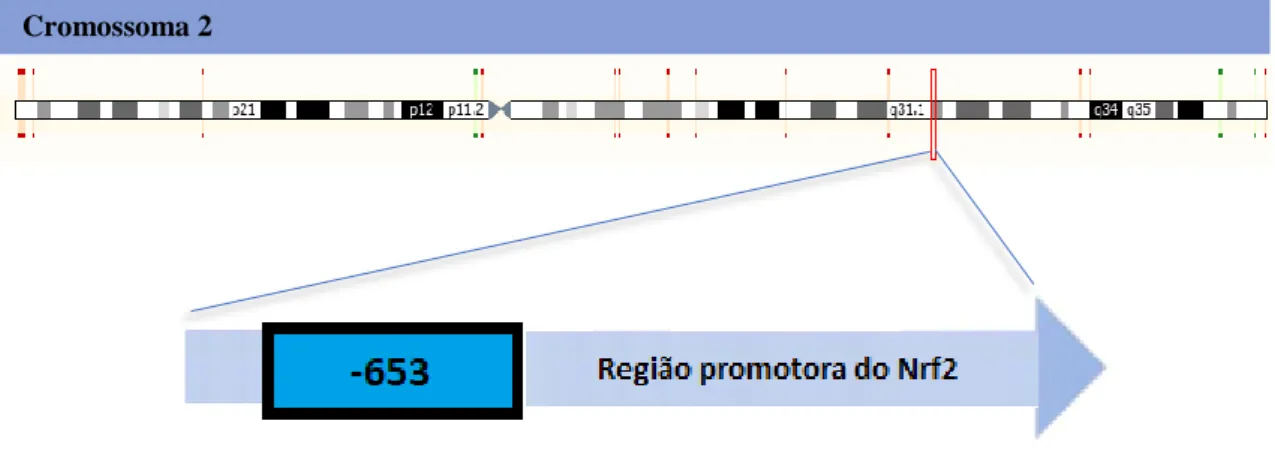Figura 6. Localização cromossómica do gene Nrf2 (adaptado de  https://www.ensembl.org/) e do SNP  rs35652124 (653) no respetivo gene (adaptado de Yu et al, 2012)