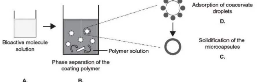 Figura 6 – Técnica de coacervação-separação de fases (Adaptado de Lima et al, 2012)  (Legenda: A – Solução de molécula/entidade bioativa; B – Separação de fases do polímero de 