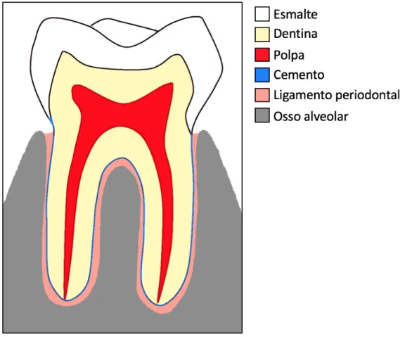 Figura 1 – Representação esquemática das estruturas do dente e do periodonto de sustentação