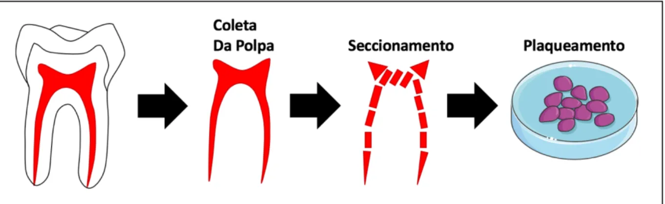 Figura 2 - Representação esquemática do estabelecimento de culturas primárias pela técnica de  explante