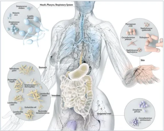 Figura  2.  Variabilidade  do  microbioma  nos  diversos  ambientes  da  anatomia  humana