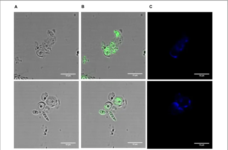 FIGURE 7 | Immunofluorescence in C. albicans incubated with a lethal concentration of the BCO for 24 h and visualized by confocal microscopy.