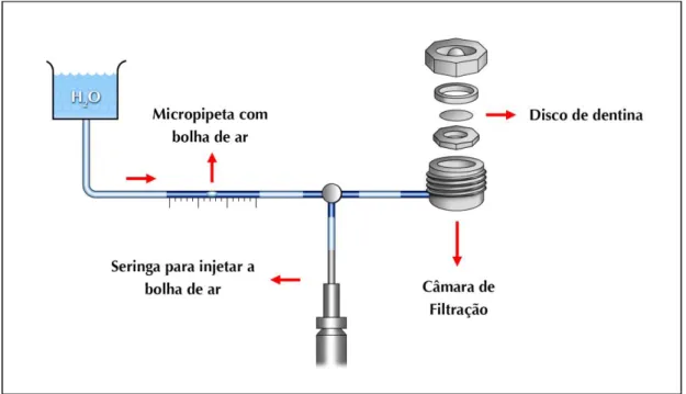 Figura  6  –  Esquema  ilustrativo  do  sistema  utilizado  para  medição  da  condutância  hidráulica