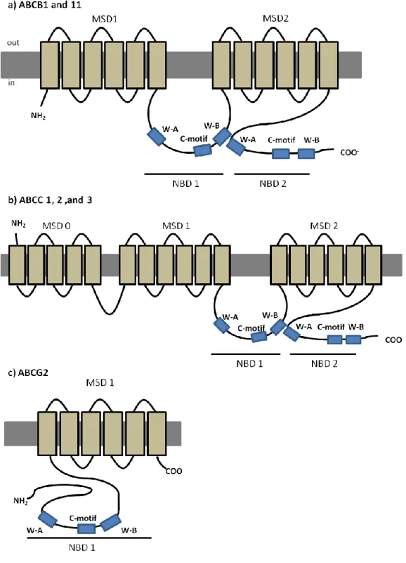 Figure 1.2  –  Predicted structures of MDR associated members of ABC transporters