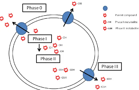 Figure  1.6  –  Schematic  representation  of  the  possible  cooperation  of  ABC  efflux  transporters (phase 0  and phase III) and biotransformation enzymes (phase I and phase  II) in cellular detoxification (adapted from Bard et al., 2000) 