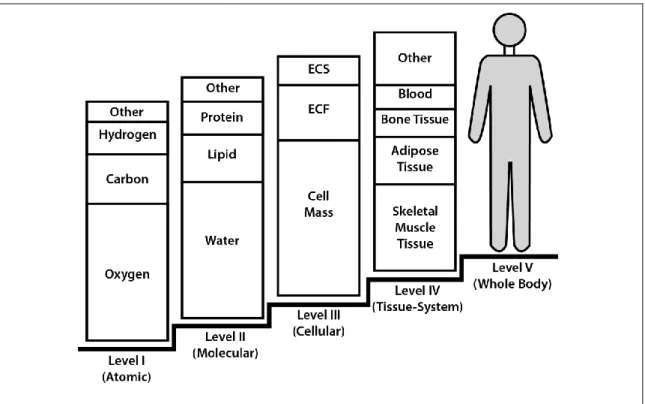 Figure 2.2. The five-levels of human body composition. ECS and ECF, extracellular solids and  fluids, respectively [4]  