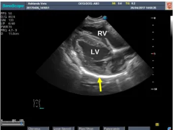 Figure 16 PCS left side short axis view in right lateral  recumbecy. Both right (RV) and left ventricle (LV) are  observed  surrounded  by  the  pericardium  (yellow  arrow)