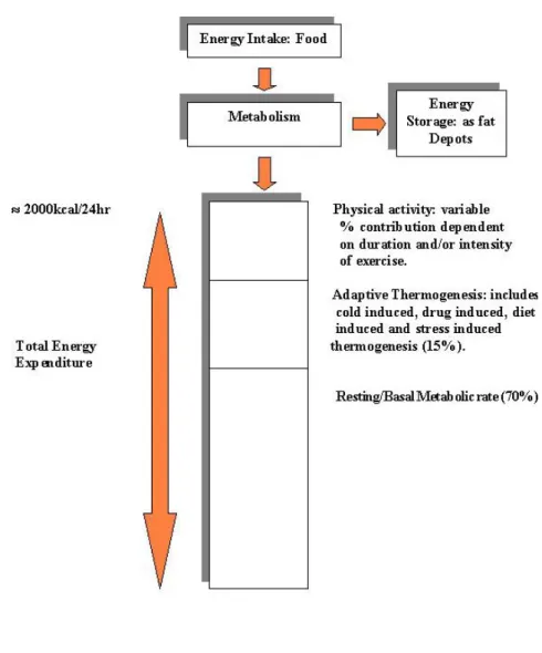 Figura 9 - Equação do Balanço Energético (Adaptado de (6) ) 