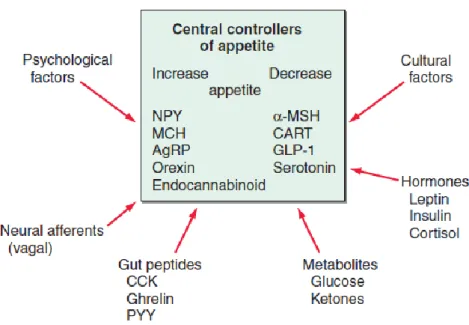 Figura  11  -  Factores  que  regulam  o  apetite  através  de  efeitos  nos  circuitos  neuronais  centrais