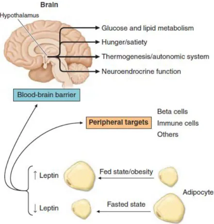 Figura 12 – Sistema Fisiológico Regulado pela Leptina (Adaptado de (12) )