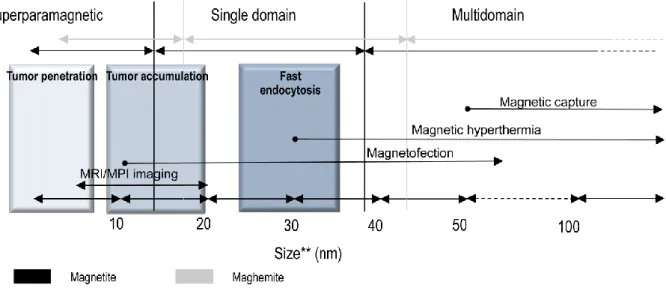 Figura 3.9 - Representação esquemática dos regimes magnéticos teóricos para a magnetite e maghemite,  de acordo com algumas aplicações mais relevantes em função do tamanho de partícula.