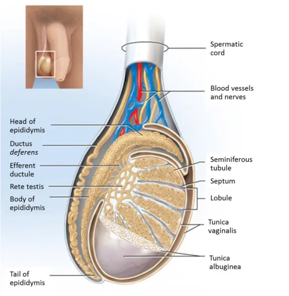 Figure 1:  Schematic  representation  of  the  mammalian  testis  and  epididymis.  The  testis  is  encapsulated  by  two  layers:  tunica  vaginalis  (the  most  outer  tunic)  and  tunica  albuginea