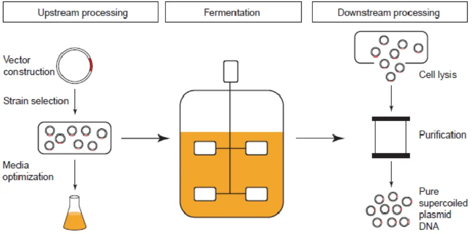 Figure 7-  Plasmid DNA manufacture process [47].