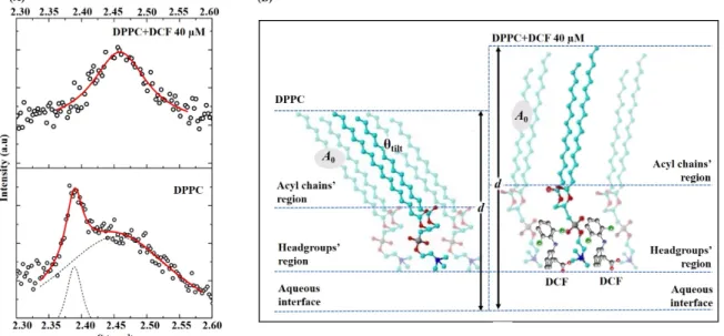 Figure 7B illustrates DCF interaction with DPPC at the gel phase possibly inducing a change of  the polar headgroups’ orientation in a perpendicular position to the bilayer plane, reducing the area  requirement of the headgroups and allowing the chains to 