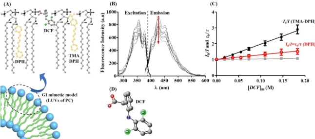 Figure 3. (A) Schematic representation of the possible location/orientation of the fluorescent probes  TMA-DPH and DPH (yellow structures) and the drug DCF within PC molecules of the lipid bilayer